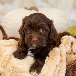Mocha - Chocolate female Havapoo puppy in South Jordan, Utah from Sage Puppies
