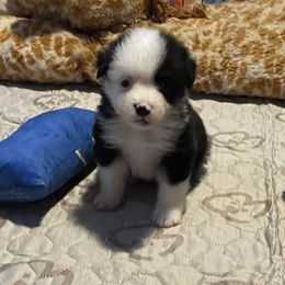 Gouda - Black tri male Miniature American Shepherd puppy in Garysburg, North Carolina from Schaefer's Miniature American Shepherds