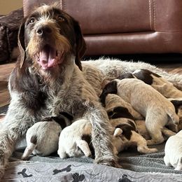 German Wirehaired Pointers from Paulette Gamroth's German Wirehaired Pointers