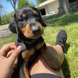 Doberman Pinscher and French Bulldog Puppies from Haus of Hound