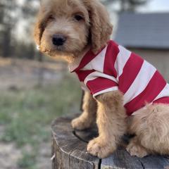 Aussiedoodle, Poodle, and Saint Berdoodle Puppies from Remington Kennels, LLC