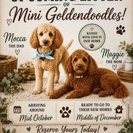 Goldendoodle puppies from Pawmetto Goldendoodles