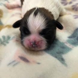Peach - Red and white female Shih Tzu puppy in North Carolina from WillowCreek Mountain View Shih Tzu