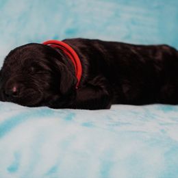 Goldendoodle Puppies from Warren Doodles