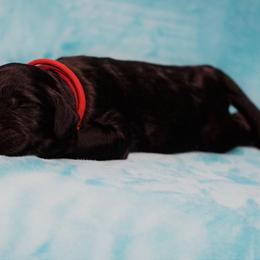 Goldendoodle Puppies from Warren Doodles