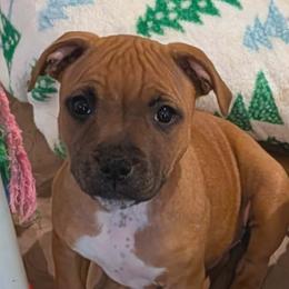 Little Pinky - Red female Staffordshire Bull Terrier puppy in La Grange, North Carolina from Stone Cold Staffordshire Bull Terriers