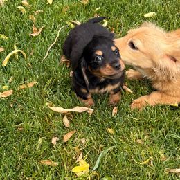 Boy 2 - Black and tan male Dachshund puppy in Salem, Oregon from Longdox Mini Dachshunds