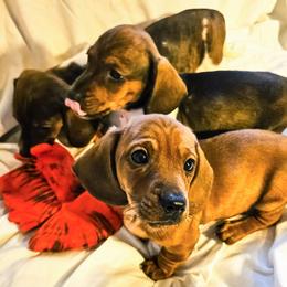 Dachshund puppies from Wildwood Champion Dachshunds