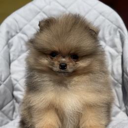 Red - Orange sable male Pomeranian puppy in Ector, Texas from BB Pomeranians