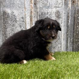 Erica - Black tri-color female Australian Shepherd puppy in Oak Hill, Florida from Swingin T Ranch LLC