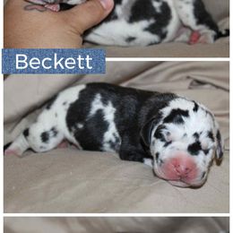 Beckett - Harlequin male Great Dane puppy in Spokane, Washington from Phoenix Family Danes