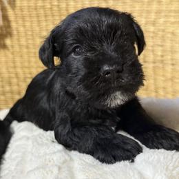 Brock's Miniature Schnauzer - Black male Miniature Schnauzer puppy in Greensburg, Louisiana from Brock’s  Miniature Schnauzers