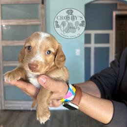 Ollie - Cream male Dachshund puppy in Tampa, Florida from Crosbys Doxies