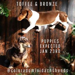 Dachshund puppies from Colorado Mini Dachshunds