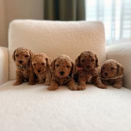 Poodle Puppies from Bruno & Co. Puppies