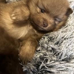 Pomeranian Puppies from Pristine Poms