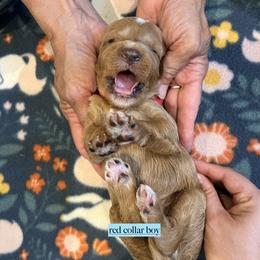 Red collar boy - Apricot male Goldendoodle puppy in Fairfield, California from Twin Sisters Doodles