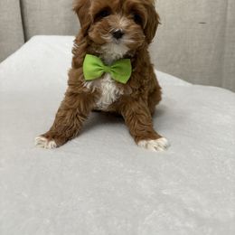 Cappuccino - Red male Maltipoo puppy in Philadelphia, Pennsylvania from HMH’s Boxers, Maltipoos & Cavaliers