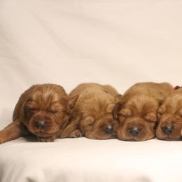 Basset Fauve de Bretagne and German Wirehaired Pointer Puppies from Afterhours German Wirehaired Pointers and Basset Fauve de Bretagne