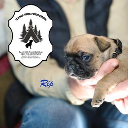 French Bulldog Puppies from Camp Fine Frenchies