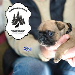 French Bulldog Puppies from Camp Fine Frenchies