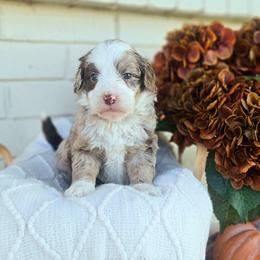 Carter - Chocolate merle male Bernedoodle puppy in Russell Springs, Kentucky from 270 Doodles