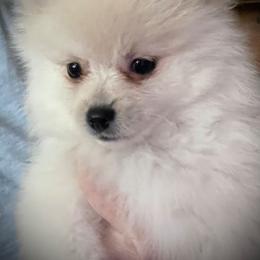 AKC purple collar girl - Cream female Pomeranian puppy in Lake City, Florida from Tiny Treasures