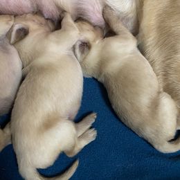 Golden Retriever Puppies from Hearth & Homestead