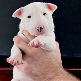 Girl 2 - White female Miniature Bull Terrier puppy in Granada Hills, California from Tonka Miniature Bull Terriers