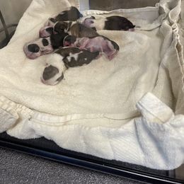 Shih Tzu Puppies from Bay Area Shih Tzu