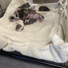 Shih Tzu Puppies from Bay Area Shih Tzu