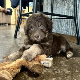 Clark - Red tri male Miniature Australian Shepherd puppy in Edgar Springs, Missouri from Scott’s Aussies LLC