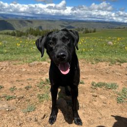 Scarlet - Labrador Retriever