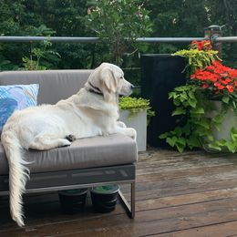 Golden Retriever Puppies from Hat Creek Goldens