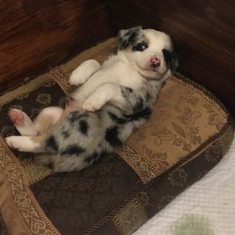 "Drago (in Daddy mode)" Miniature Australian Shepherd Puppies from Eldorado Ranch Mini Aussies