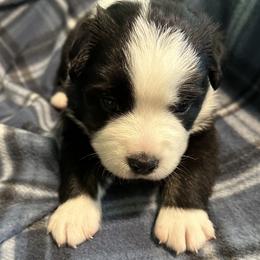 Lucky - Black & white male Miniature American Shepherd puppy in Reelsville, Indiana from Bond’s MAS