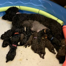 Poodle Puppies from Sturgill’s Raising the Standards