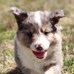 Border Collie Puppies from Bond Border Collies