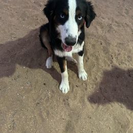 Rambo - Black tri Miniature Australian Shepherd puppy in Yucca Valley, California from Pedroza Farm