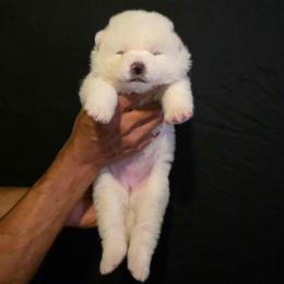Pink Collar - White female Japanese Akitainu puppy in New Castle, Pennsylvania from Four Seasons Akita (Shikisou)