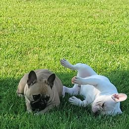 French Bulldog All Grown Up from Ohio Valley Frenchies