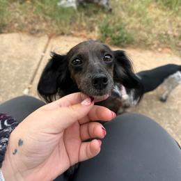 Izzy - Dapple female Dachshund puppy in Mountain Home, Arkansas from Furry Friends Kennel