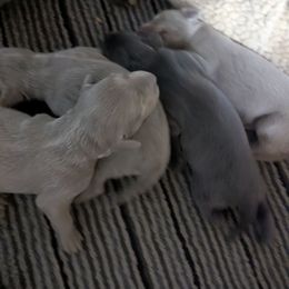 Long Haired Weimaraner puppies from Drehbar Weimaraners