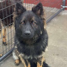 Rocky - German Shepherd