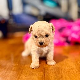 Anna - Apricot female Maltipoo puppy in Bells, Texas from Partridge Doodles and Poodles