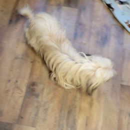 Lucy - Shih Tzu