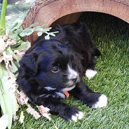 Uncle Sam - Black and white male Havanese puppy in Salt Lake City, Utah from Steal Your Heart Havanese