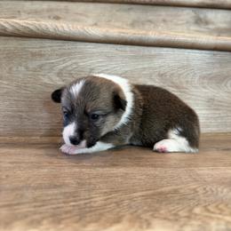 Sapphire - Sable female Pembroke Welsh Corgi puppy in Phelan, California from Desert Sunset Pembroke Welsh Corgis