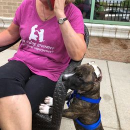 American Pit Bull Terrier Puppies from Kaotic APBTs