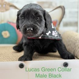 Lucas - Black male Goldendoodle puppy in Taylor, Michigan from Mi Best Doodle Ever, LLC